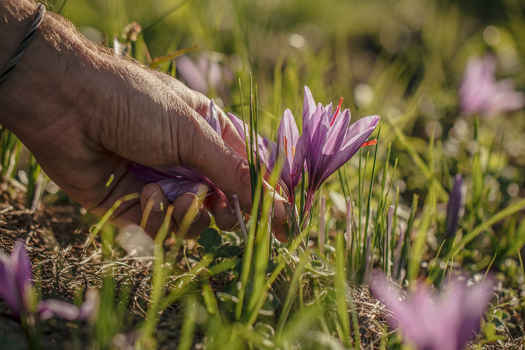 Safran in der Schweiz. Eine Safranblüte (Crocus sativus) wird geerntet.